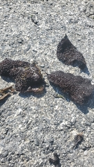 Chondracanthus exasperatus