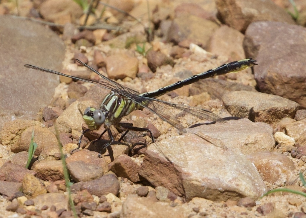 Oklahoma Clubtail