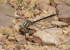 Phanogomphus oklahomensis