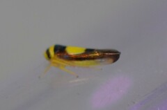 Colladonus clitellarius