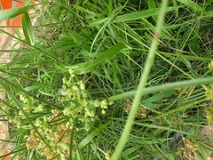 Cyperus surinamensis