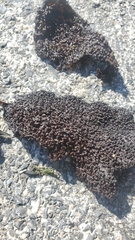 Chondracanthus exasperatus