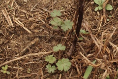 Geranium carolinianum