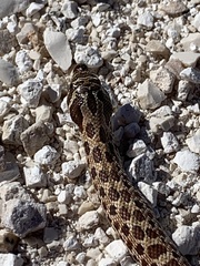 Heterodon nasicus