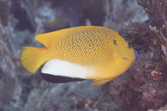 Apolemichthys trimaculatus