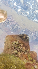 Corallina officinalis