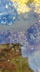 Corallina officinalis