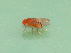 Drosophila immigrans