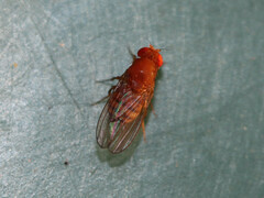 Drosophila immigrans