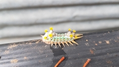 Doratifera oxleyi