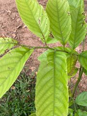 Triplaris americana