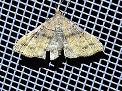 Renia factiosalis