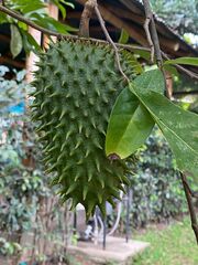 Annona