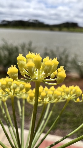 Pimpinella anisum iNat (2)