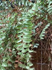 Nephrolepis exaltata