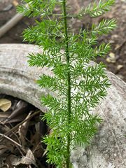 Asparagus aethiopicus