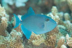 Odonus niger