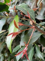 Syzygium paniculatum