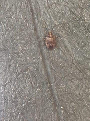 Antiteuchus