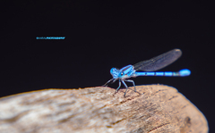 Argia agrioides