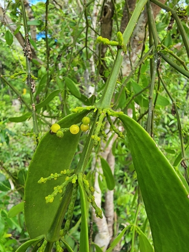 Image of Phoradendron quadrangulare by (c) Étienne Léveillé-Bourret, some rights reserved (CC BY)