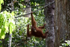 Pongo pygmaeus morio