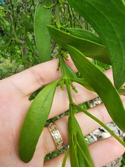 Phoradendron quadrangulare