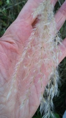 Miscanthus sacchariflorus