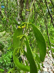 Phoradendron quadrangulare
