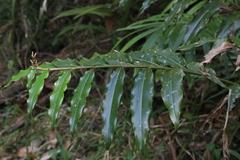 Alpinia arundelliana