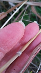 Miscanthus sacchariflorus