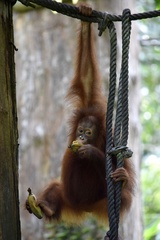 Pongo pygmaeus morio