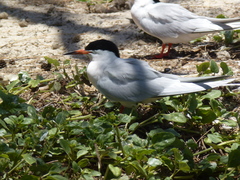Sterna dougallii