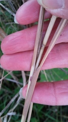 Miscanthus sacchariflorus