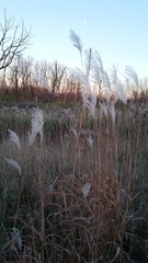 Miscanthus sacchariflorus