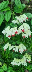 Clerodendrum thomsoniae