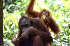 Pongo pygmaeus morio