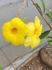Allamanda