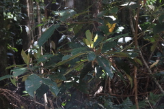 Quintinia verdonii