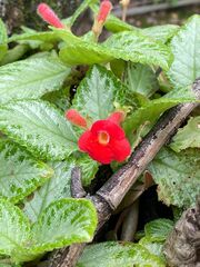 Episcia