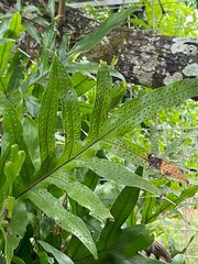 Polypodiaceae
