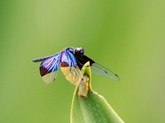 Rhyothemis resplendens