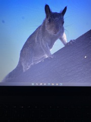 Sciurus variegatoides