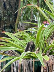 Phragmipedium longifolium