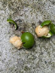 Melicoccus bijugatus