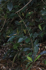 Quintinia verdonii