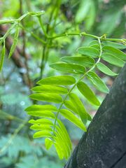 Schinus molle