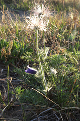 Pulsatilla turczaninovii