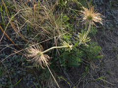 Pulsatilla turczaninovii