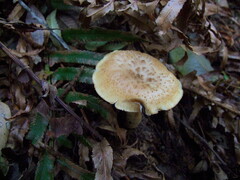 Polyporus decurrens